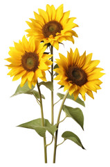 Fototapeta premium PNG Sunflower plant white background inflorescence.