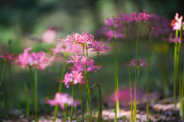 Colorful garlic in the park