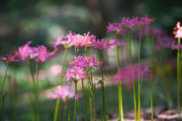 Colorful garlic in the park