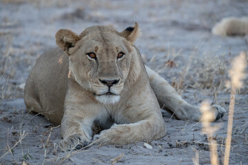 Lions in bwa