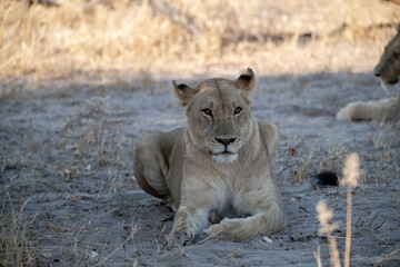 Lions in bwa