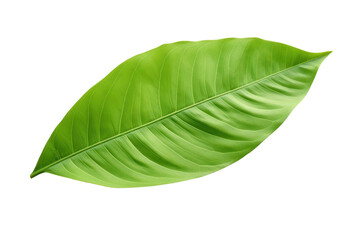 Obraz premium A top-down perspective of a green cocoa leaf with rich color and fine details of its veins isolated on white background