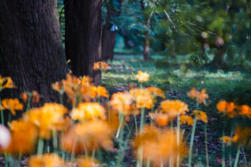 Obraz premium Colorful garlic in the park