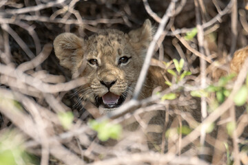 Lions in bwa