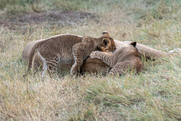 Lions in bwa