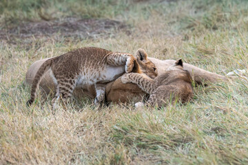 Lions in bwa