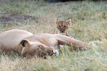 Lions in bwa