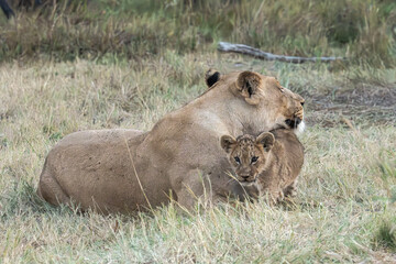 Lions in bwa