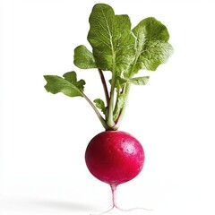 Detailed realistic HD of  radish in full bloom