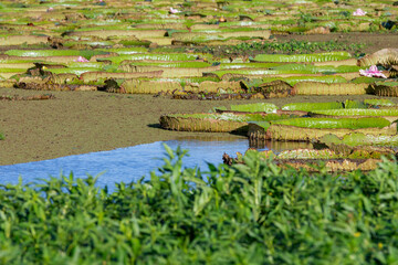 paisaje de río