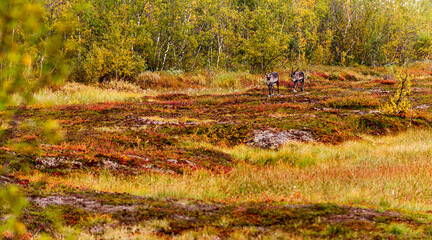 Autumn landscape with two reindeers. Northern Sweden