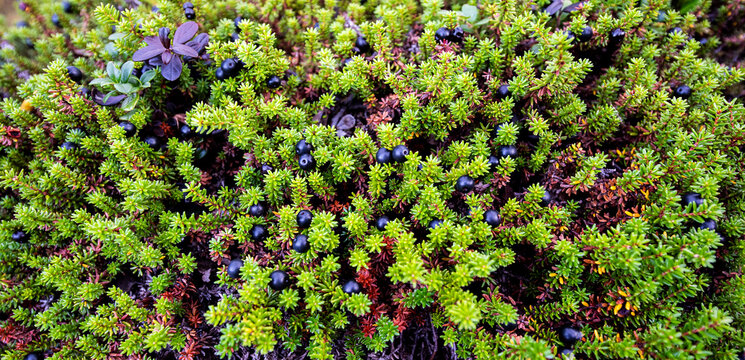 A shot of a black crowberry plant with fruits in autumn. Northern part of Sweden