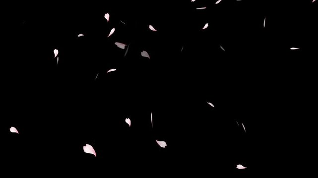 cherry blossom particle animation, Cherry blossom realistic petals falling 2 clip.
overlay sakura flower black background, cherry blossom animated background with black background,