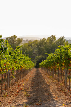 Row of grapevines in a well-maintained vineyard with a dirt path leading towards distant hills, illuminated by the soft light of a serene and calm countryside morning in Penedes Spain