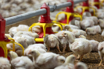 Chicken automatic feeding in close farm, temperature and light control , Thailand.