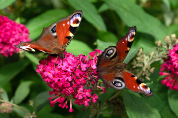 two peacock butterflies (Aglais io) on the same flower of summer lilac (buddleja davidii) close-up © Andreas