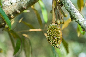 Fresh small durian, durian flower buds on branch tree with natural blurred background. Durian is king fruits and popular around the world, strange good taste and smell, most planted in Thailand.
