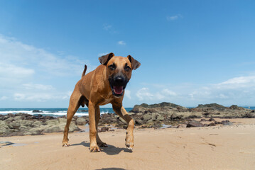 A brown dog walking on the sand of a beach during the day.