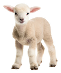 Fototapeta premium PNG Baby Lamb livestock animal mammal.