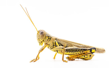 Differential Grasshopper (Melanoplus differentialis)