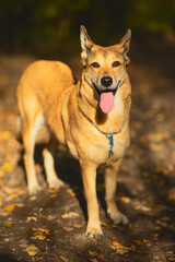 Dog in autumn leaves. Fall