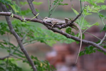 Chameleons on the tree branch. It is a reptile animal. It is an animal of the  Chamaeleonidae family. Its other name chamaeleons. This animal is master at changing colors.