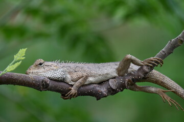 Chameleons on the tree branch. It is a reptile animal. It is an animal of the  Chamaeleonidae family. Its other name chamaeleons. This animal is master at changing colors.