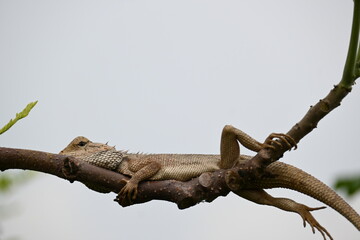 Chameleons on the tree branch. It is a reptile animal. It is an animal of the  Chamaeleonidae family. Its other name chamaeleons. This animal is master at changing colors.