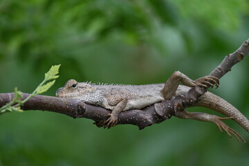 Chameleons on the tree branch. It is a reptile animal. It is an animal of the  Chamaeleonidae family. Its other name chamaeleons. This animal is master at changing colors.