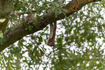 squirrel upside down enjoying fungus from oak tree 