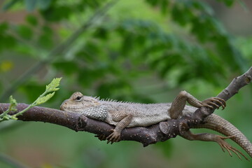Chameleons on the tree branch. It is a reptile animal. It is an animal of the  Chamaeleonidae family. Its other name chamaeleons. This animal is master at changing colors.