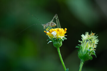 phaneroptera perched on yellow flowers