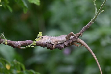 Chameleons on the tree branch. It is a reptile animal. It is an animal of the  Chamaeleonidae...