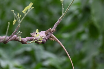 Chameleons on the tree branch. It is a reptile animal. It is an animal of the  Chamaeleonidae family. Its other name chamaeleons. This animal is master at changing colors.
