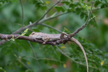 Chameleons on the tree branch. It is a reptile animal. It is an animal of the  Chamaeleonidae family. Its other name chamaeleons. This animal is master at changing colors.