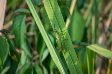 grasshopper perched on green leaves