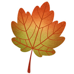 Maple Leaf 