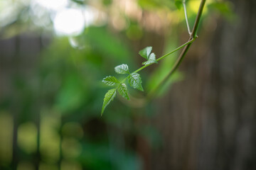 trumpet vine leaf