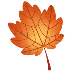 Maple Leaf