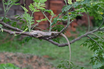 Chameleons on the tree branch. It is a reptile animal. It is an animal of the  Chamaeleonidae family. Its other name chamaeleons. This animal is master at changing colors.