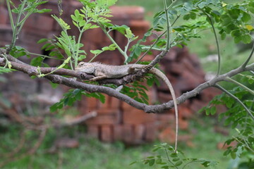 Chameleons on the tree branch. It is a reptile animal. It is an animal of the  Chamaeleonidae family. Its other name chamaeleons. This animal is master at changing colors.