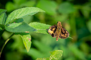 Potanthus omaha perched on green leaves in a garden