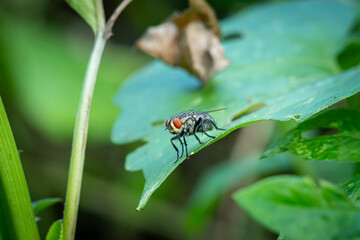housefly or blue bottle fly that perched on leaves and tree trunks in a park