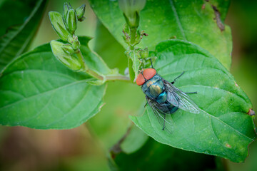 Fototapeta premium housefly or blue bottle fly that perched on leaves and tree trunks in a park