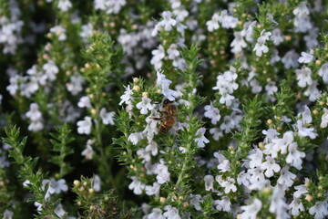 Bee on top of small purple flowers