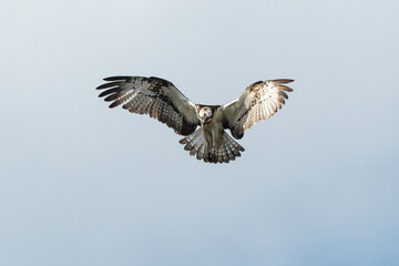 Fototapeta premium Balbuzard pêcheur, Pandion haliaetus, Western Osprey