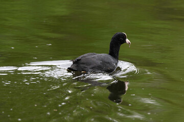 Foulque macroule, .Fulica atra, Eurasian Coot