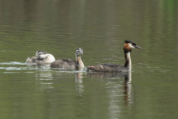 Grèbe huppé,.Podiceps cristatus, Great Crested Grebe, femelle et jeune
