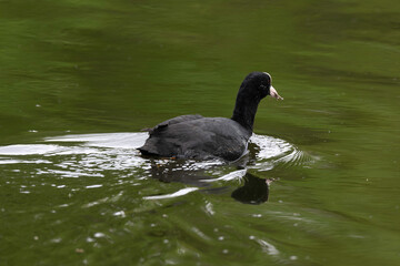 Foulque macroule, .Fulica atra, Eurasian Coot