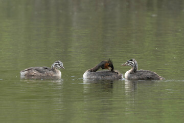 Grèbe huppé,.Podiceps cristatus, Great Crested Grebe, femelle et jeune